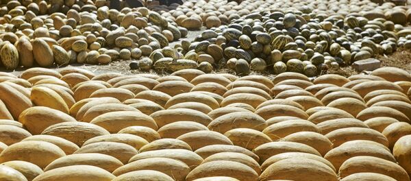  дыни - Sputnik Узбекистан