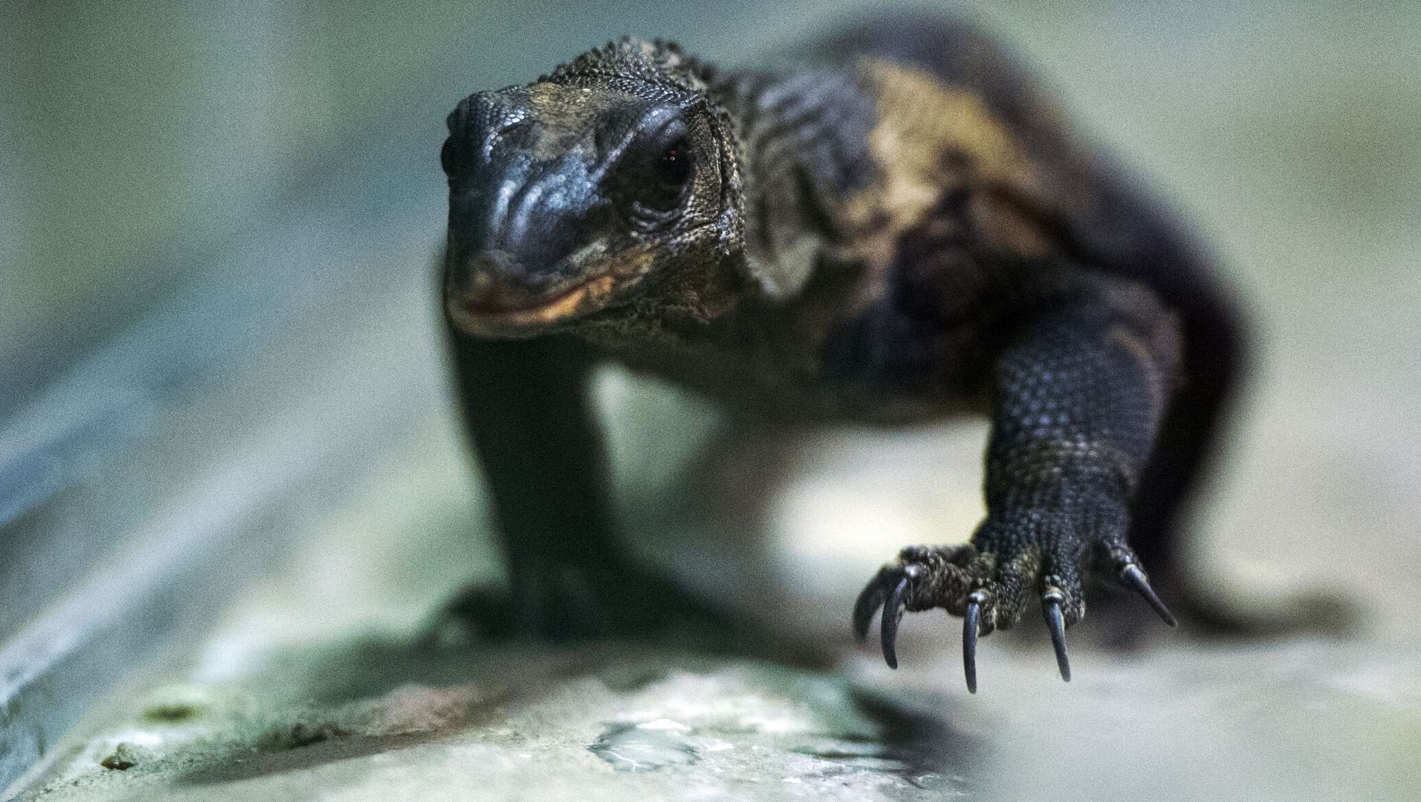 Yalangoch mashhur porno rasmlar onlayn Yalangoch Zinaida Kiriyenko