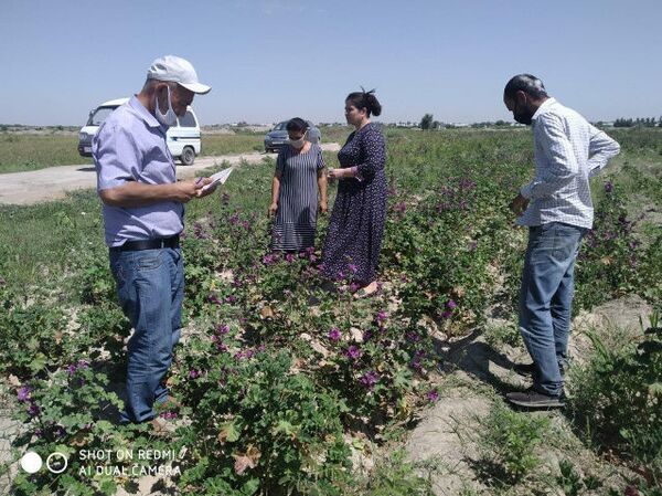 Фармацевт из Бухары выращивает лекарственные травы на 26 гектарах земли - Sputnik Узбекистан