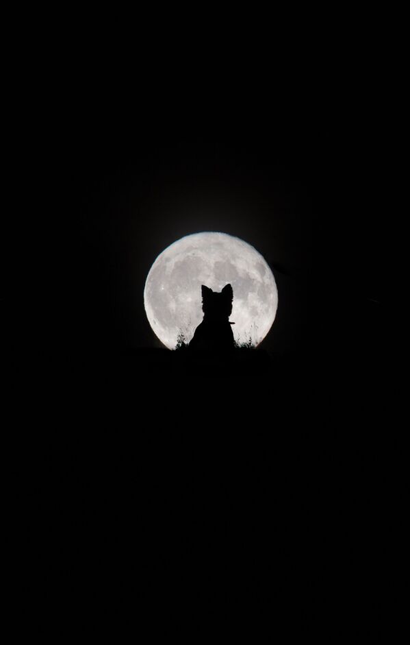 Снимок Big Moon, Little Werewolf британского фотографа Kirsty Paton из категории Our Moon, попавший в шортлист конкурса Insight Investment Astronomy Photographer of the Year 2020  - Sputnik Узбекистан