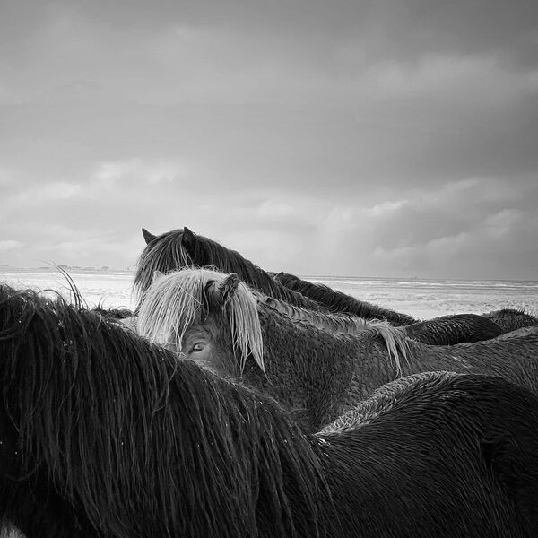 Снимок Horses in the storm китайского фотографа Xiaojun Zhang, занявший 1-е место в номинации ANIMALS конкурса IPPAWARDS 2020 - Sputnik Узбекистан