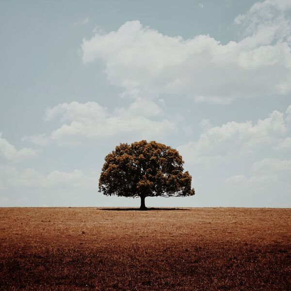 Снимок Alone австралийского фотографа Glenn Homann, получивший главный приз в номинации Trees конкурса IPPAWARDS 2020 - Sputnik Узбекистан