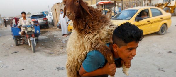 Мальчик несет овцу на рынке скота в Наджафе, Ирак - Sputnik Узбекистан