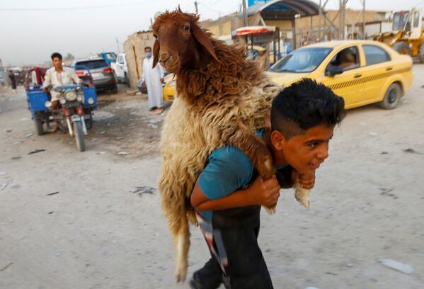 Мальчик несет овцу на рынке скота в Наджафе, Ирак - Sputnik Узбекистан