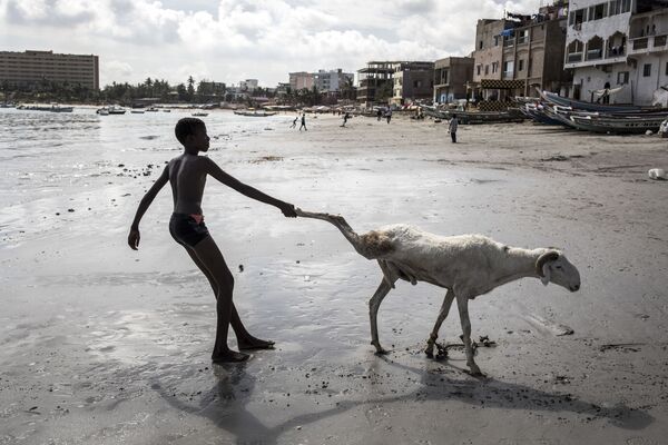 Молодой овцевод тащит одну из своих овец в Дакаре, Сенегал - Sputnik Узбекистан