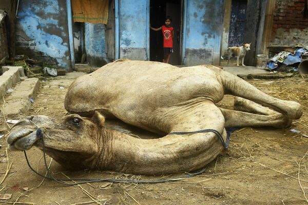 Верблюд на земле в Калькутте, Индия  - Sputnik Узбекистан