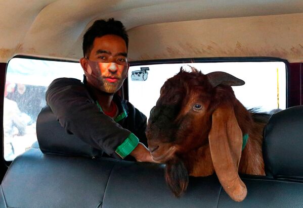 Человек в защитной маске и с козой в машине в Джакарте, Индонезия  - Sputnik Узбекистан
