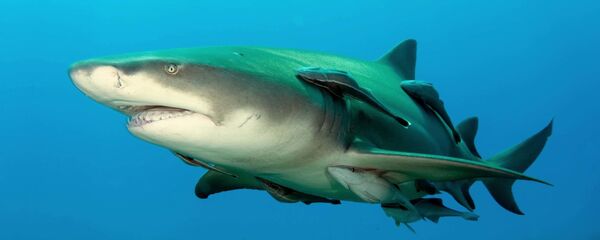 Лимонная акула - Sputnik Ўзбекистон