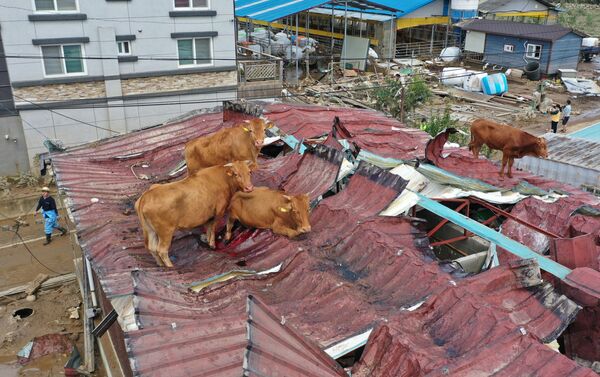 Коровы, застрявшие на крыше из-за наводнения в Южной Корее - Sputnik Узбекистан