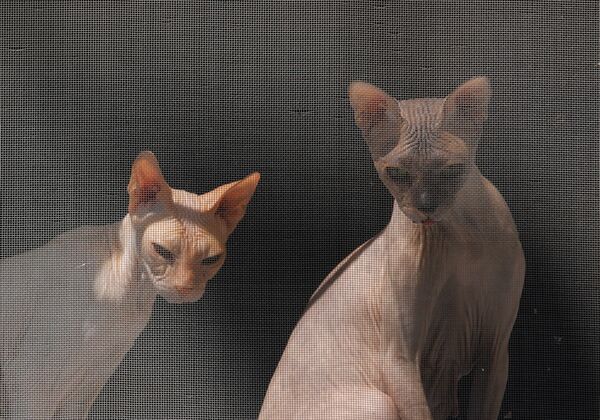 Две кошки породы сфинкс у окна - Sputnik Узбекистан