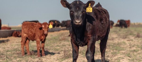 Телята - Sputnik Узбекистан
