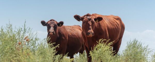 Коровы - Sputnik Узбекистан