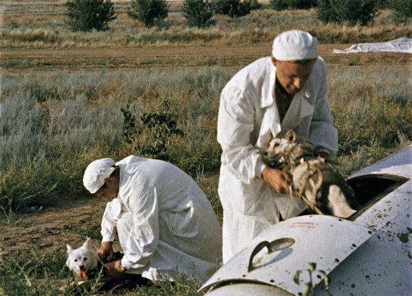 Врачи извлекают подопытных собак из кабины ракеты - Sputnik Узбекистан