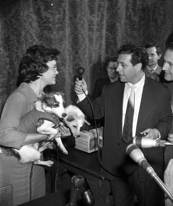 Собаки Белка и Стрелка, побывавшие в космосе, на интервью, которое берет корреспондент Московского радио, 1960 год - Sputnik Узбекистан
