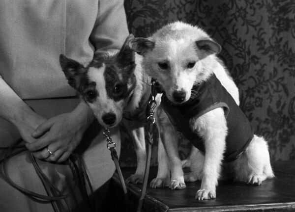 Четвероногие космонавты - собаки Белка и Стрелка, 1960 год - Sputnik Узбекистан