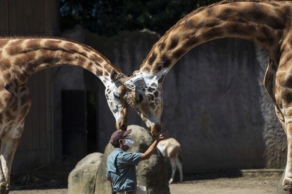 Ишчи жирафаларга ем бермоқда, La Aurora Zoo - Гватемала. - Sputnik Ўзбекистон