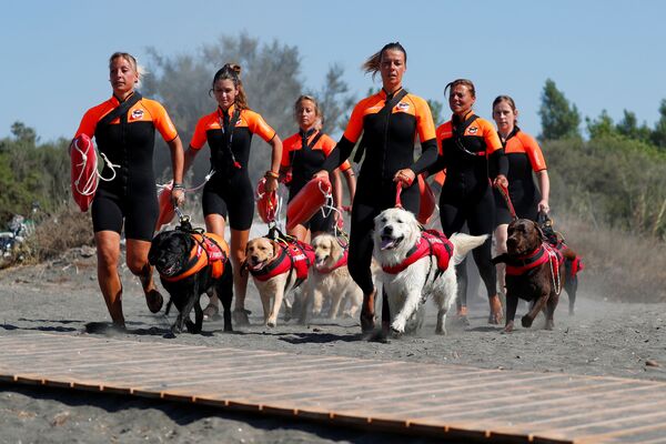 Группа итальянских женщин-спасателей со своими собаками на тренировке. - Sputnik Узбекистан