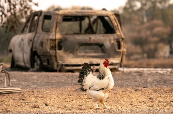 Петух у сгоревшего автомобиля в Вакавилле, Калифорния. - Sputnik Узбекистан