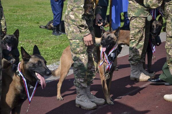 Кинологи из Узбекистана поделили первое место с россиянами на АрМИ-2020 Кинологи из Узбекистана поделили первое место с россиянами на АрМИ-2020 - Sputnik Узбекистан