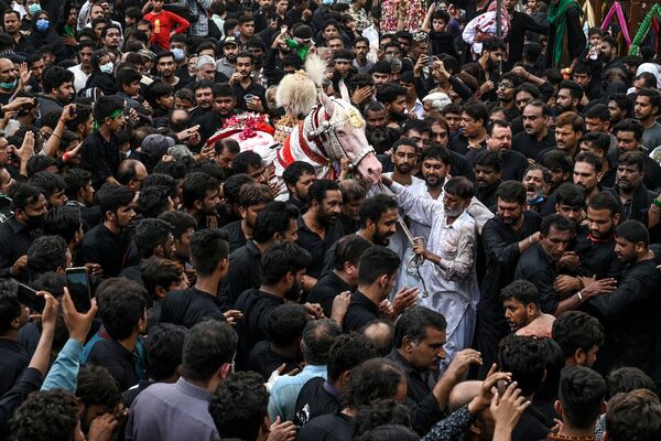 Шииты стараются дотронуться до белой лошади в День Ашура в Лахоре, Пакистан. - Sputnik Узбекистан