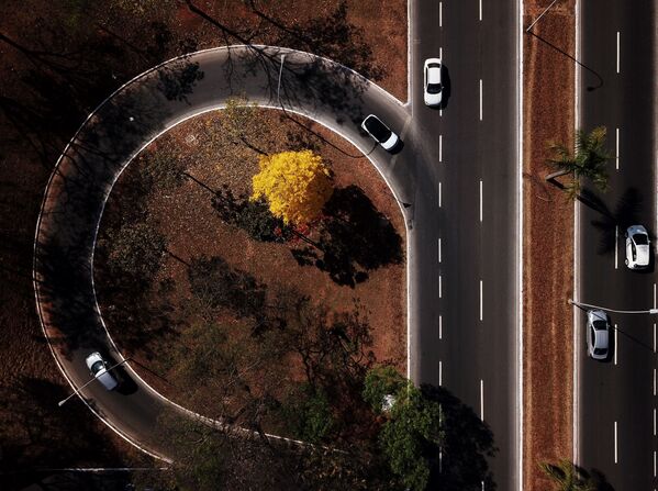 Цветение дерева ипе в Бразилии. - Sputnik Узбекистан