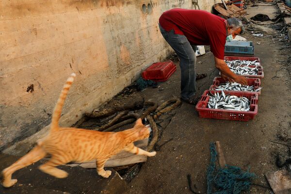 Рыбак с уловом и кот в морском порту Газы. - Sputnik Узбекистан