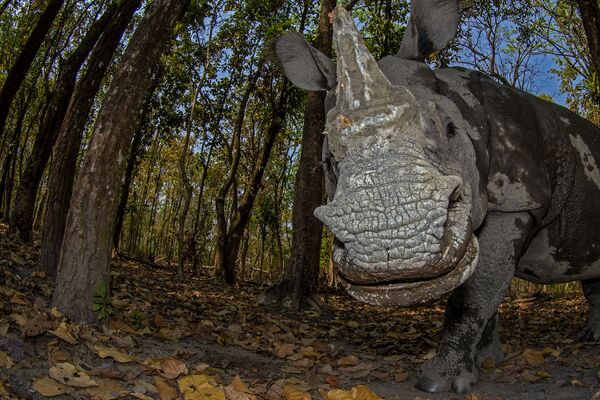 Снимок Rhino’s Day Out фотографа Soumabrata Moulick, завоевавший второе место в категории Animal Portraits. - Sputnik Узбекистан
