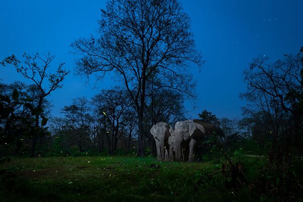 Снимок A Mirage In The Night фотографа Nayan Jyoti Das, победивший в категории Creative Nature Photography. - Sputnik Узбекистан
