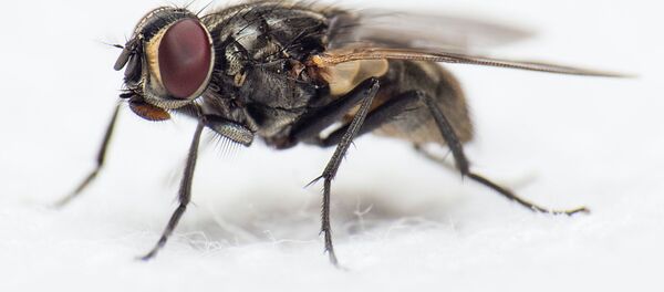 Муха - Sputnik Ўзбекистон