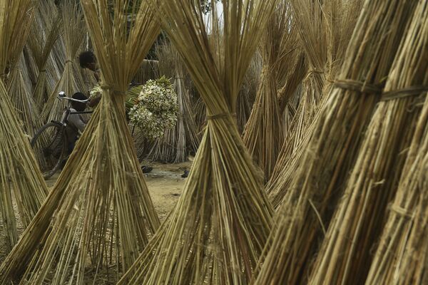 Фермер везет пучки водяных лилий на продажу на окраине Калькутты, Индия. - Sputnik Узбекистан