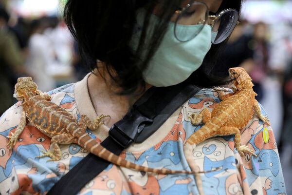 Женщина с гекконами на выставке Pet Expo Thailand в Бангкоке. - Sputnik Узбекистан