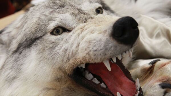 Шкура волка на международной выставке Охота и рыболовство на Руси на ВДНХ в Москве. - Sputnik Узбекистан