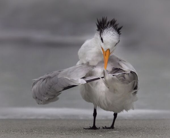 Снимок Tern tuning its wings фотографа Danielle D'Ermo, ставший финалистом конкурса 2020 The Comedy Wildlife Photography Awards - Sputnik Узбекистан