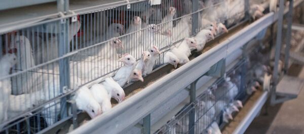 Молодые курицы в корпусе для выращивания молодняка на птицефабрике - Sputnik Узбекистан