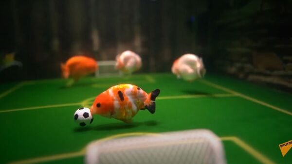 Китаец научил аквариумных питомцев играть в футбол - Sputnik Ўзбекистон