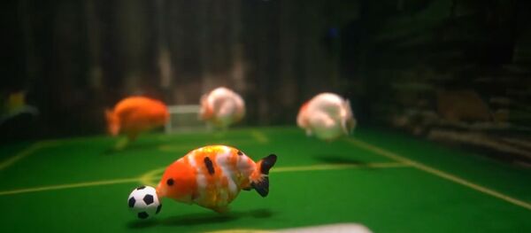 Китаец научил аквариумных питомцев играть в футбол Китаец научил аквариумных питомцев играть в футбол - Sputnik Ўзбекистон