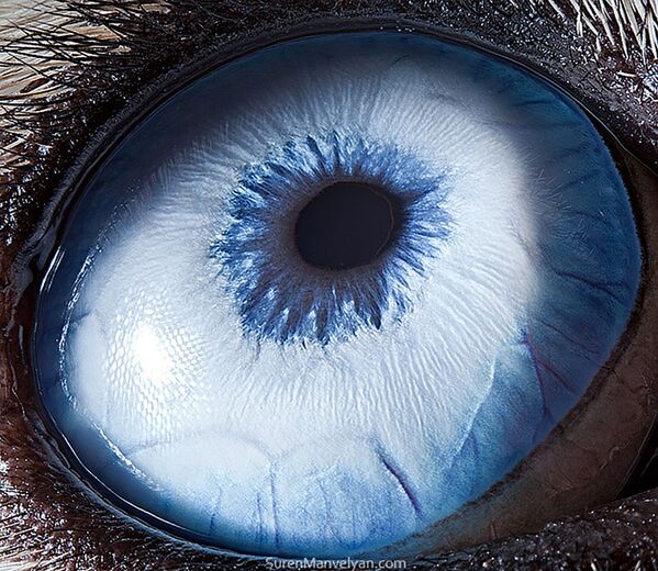 Макроснимок глаза собаки породы хаски фотографа Suren Manvelyan - Sputnik Узбекистан