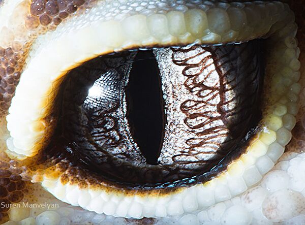 Макроснимок глаза ящерицы рода Эублефары фотографа Suren Manvelyan - Sputnik Узбекистан