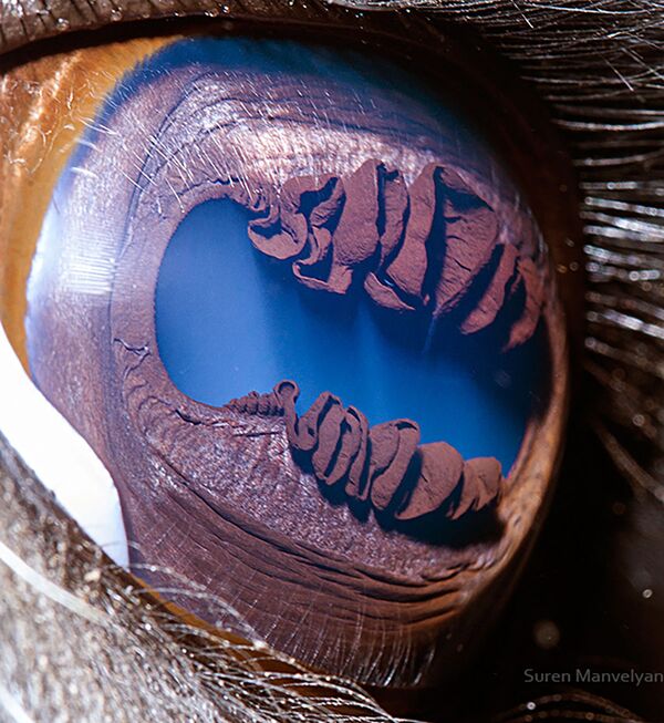 Макроснимок глаза ламы фотографа Suren Manvelyan - Sputnik Узбекистан