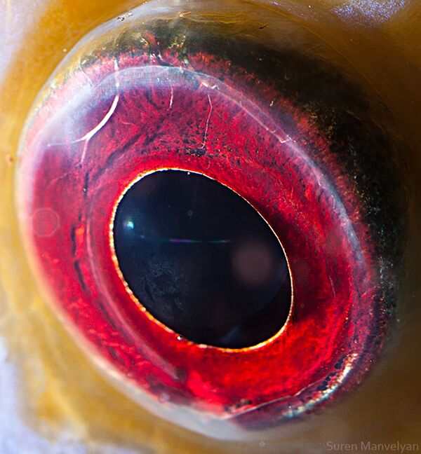 Макроснимок глаза рыбы рода Дискус фотографа Suren Manvelyan - Sputnik Узбекистан