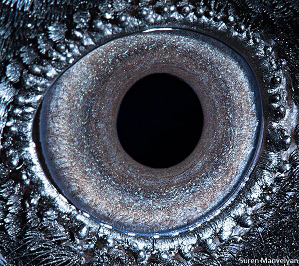Макроснимок глаза ворона фотографа Suren Manvelyan - Sputnik Узбекистан