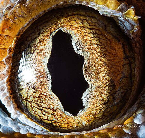 Макроснимок глаза геккона токи фотографа Suren Manvelyan - Sputnik Узбекистан