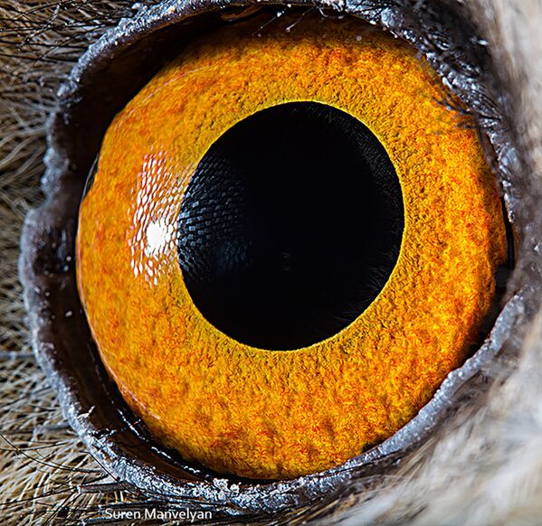 Макроснимок глаза ушастой совы фотографа Suren Manvelyan - Sputnik Узбекистан