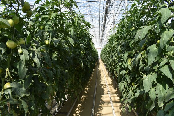 Взрослые трудятся, дети — учатся: как живут узбекистанцы в Саратовской области - Sputnik Узбекистан