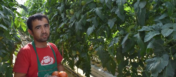 Тепличное хозяйство Рэхн в селе Констаниновка Саратовской области - Sputnik Узбекистан