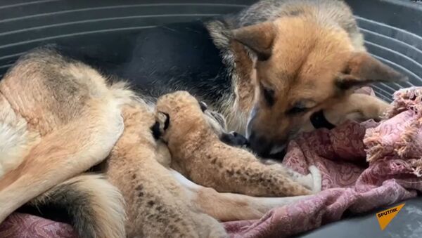 Подкидыши: немецкая овчарка усыновила двух львят - Sputnik Узбекистан