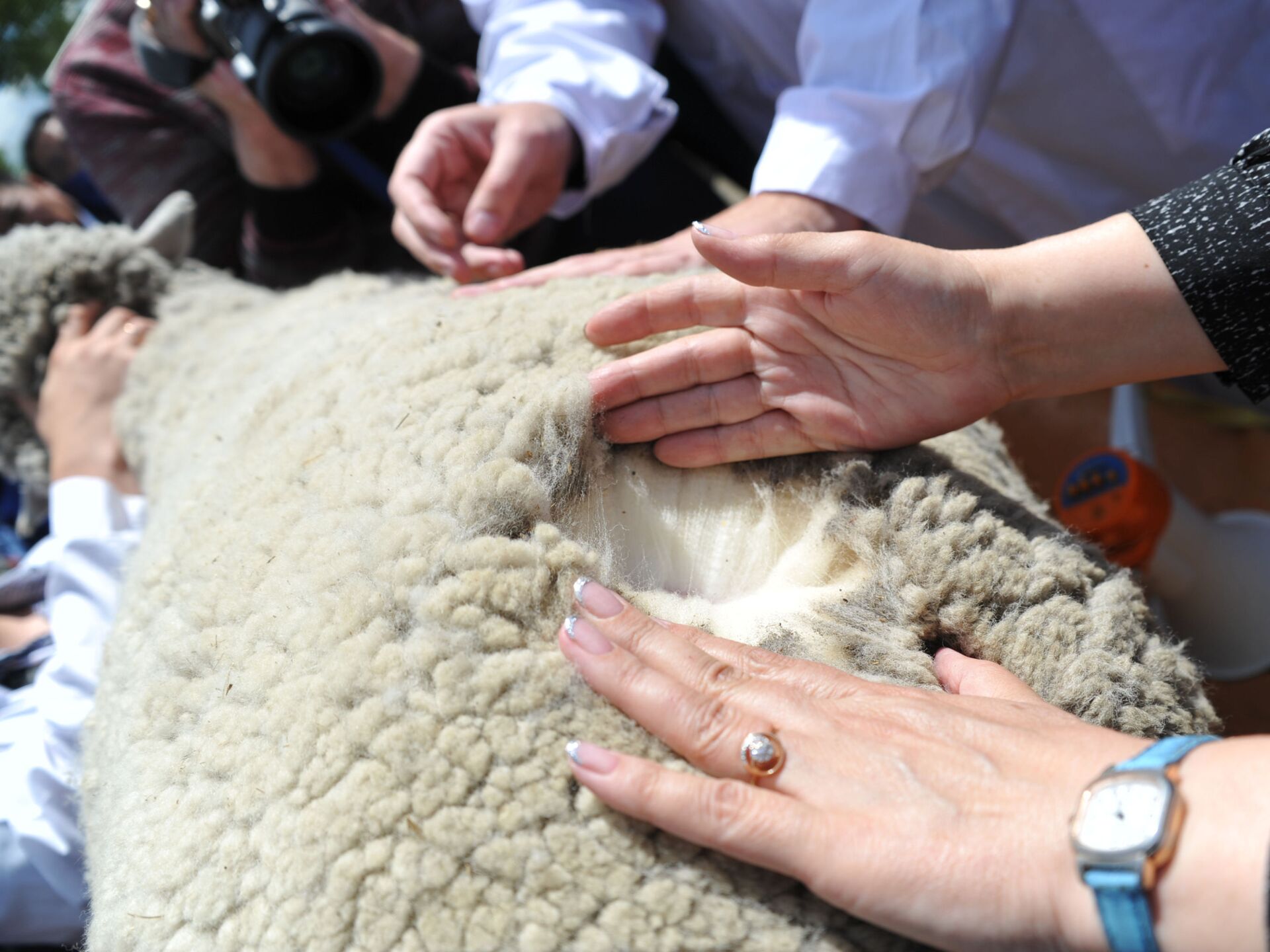 Из 8 кг шерсти. Овцеводство в Узбекистане. Узбекистан овечья шерсть.