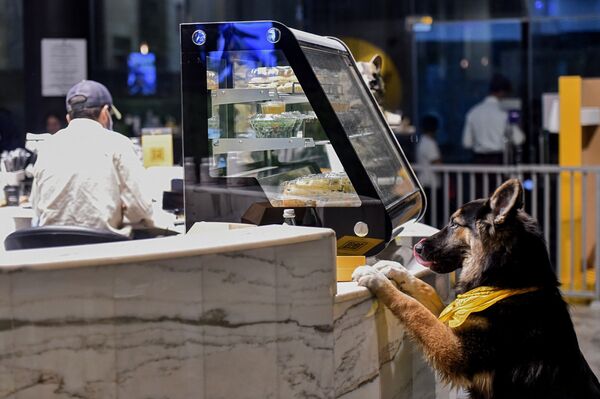 Немецкая овчарка и прилавка в кафе Barking Lot в Саудовской Аравии - Sputnik Узбекистан
