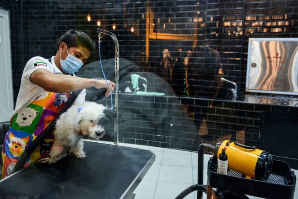 Сушка собаки после ванны в кафе Barking Lot в Саудовской Аравии - Sputnik Узбекистан