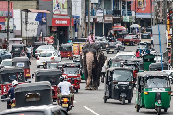 Погонщик едет на слоне среди уличного движения в Пилияндале в Шри-Ланке, Коломбо. - Sputnik Узбекистан